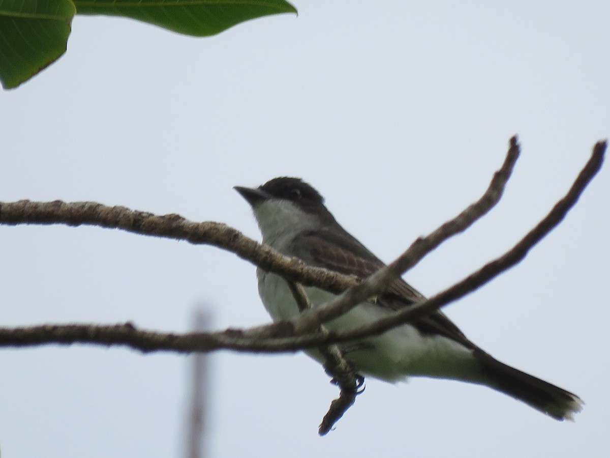 Eastern Kingbird - ML34467291