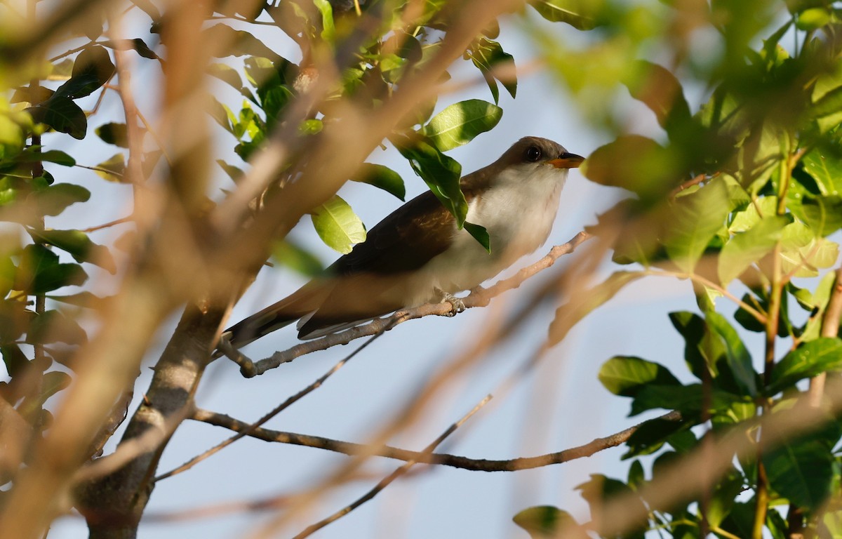 Yellow-billed Cuckoo - ML344673381