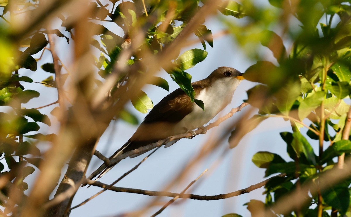 Yellow-billed Cuckoo - ML344673431