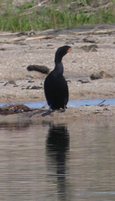 Double-crested Cormorant - ML344673791
