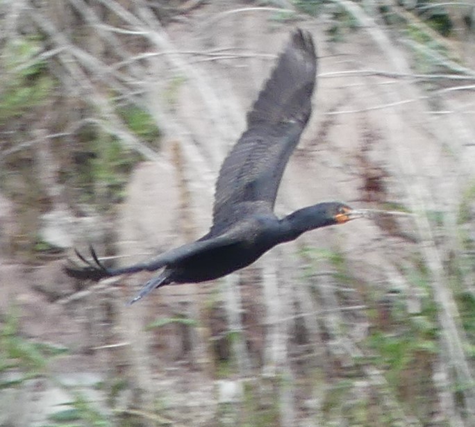 Double-crested Cormorant - ML344673921