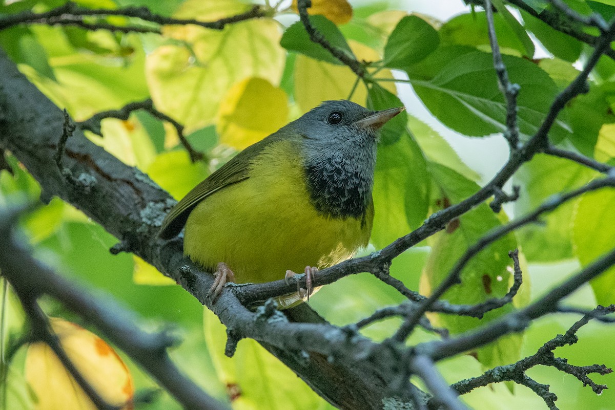 Mourning Warbler - ML344675021