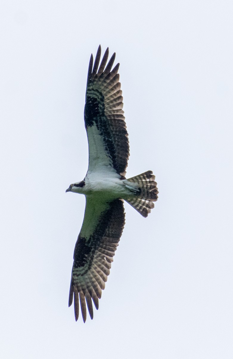 Osprey - ML344675631