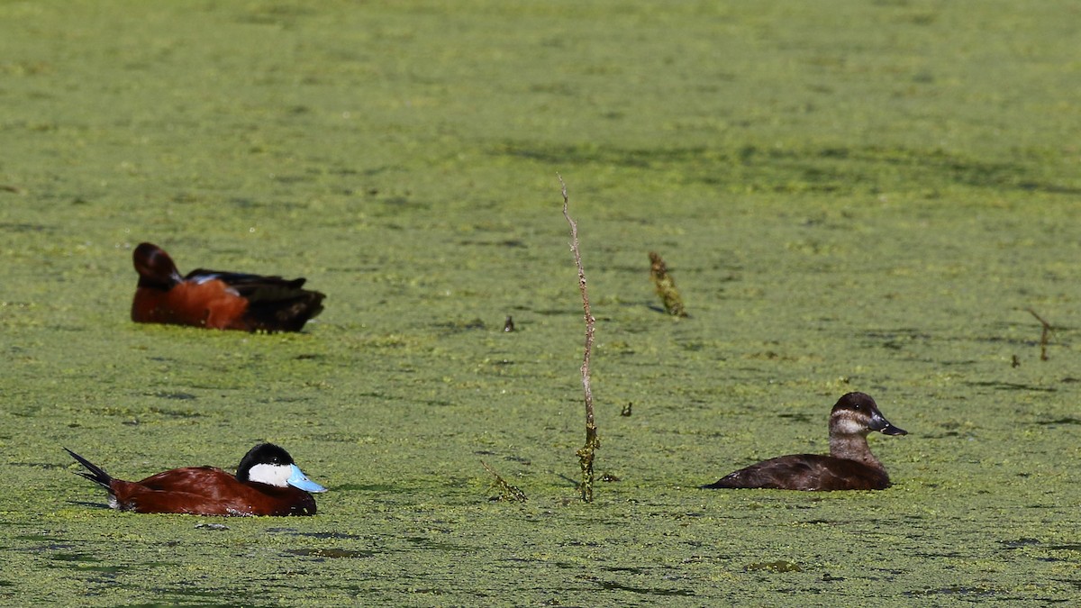 Ruddy Duck - ML344675691