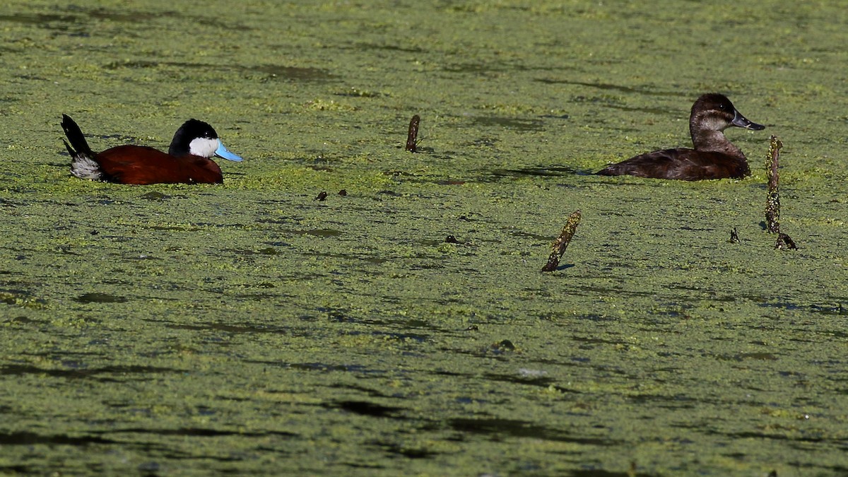 Ruddy Duck - ML344675881