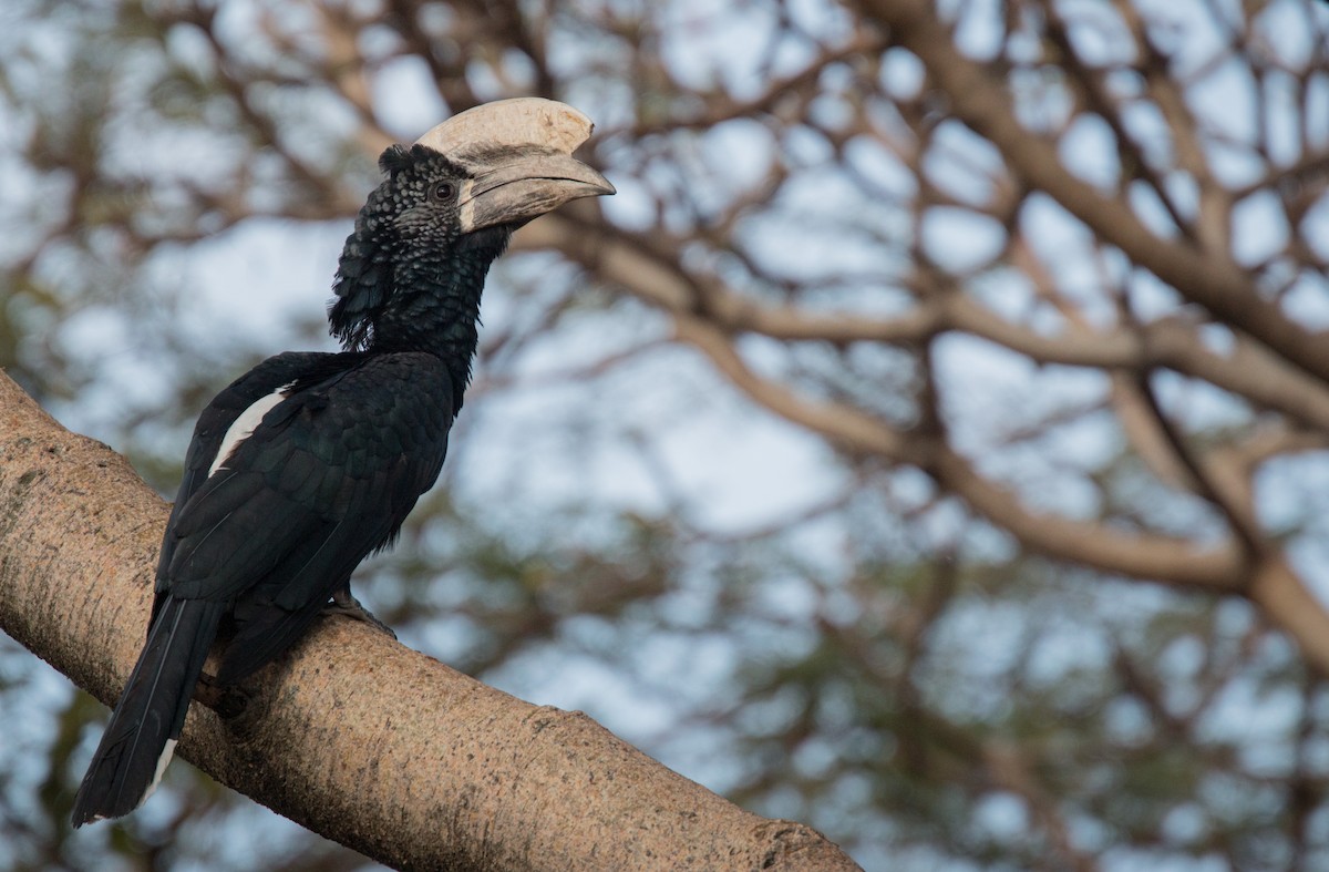 Silvery-cheeked Hornbill - ML34467831