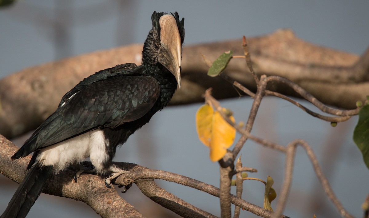 Silvery-cheeked Hornbill - Ian Davies