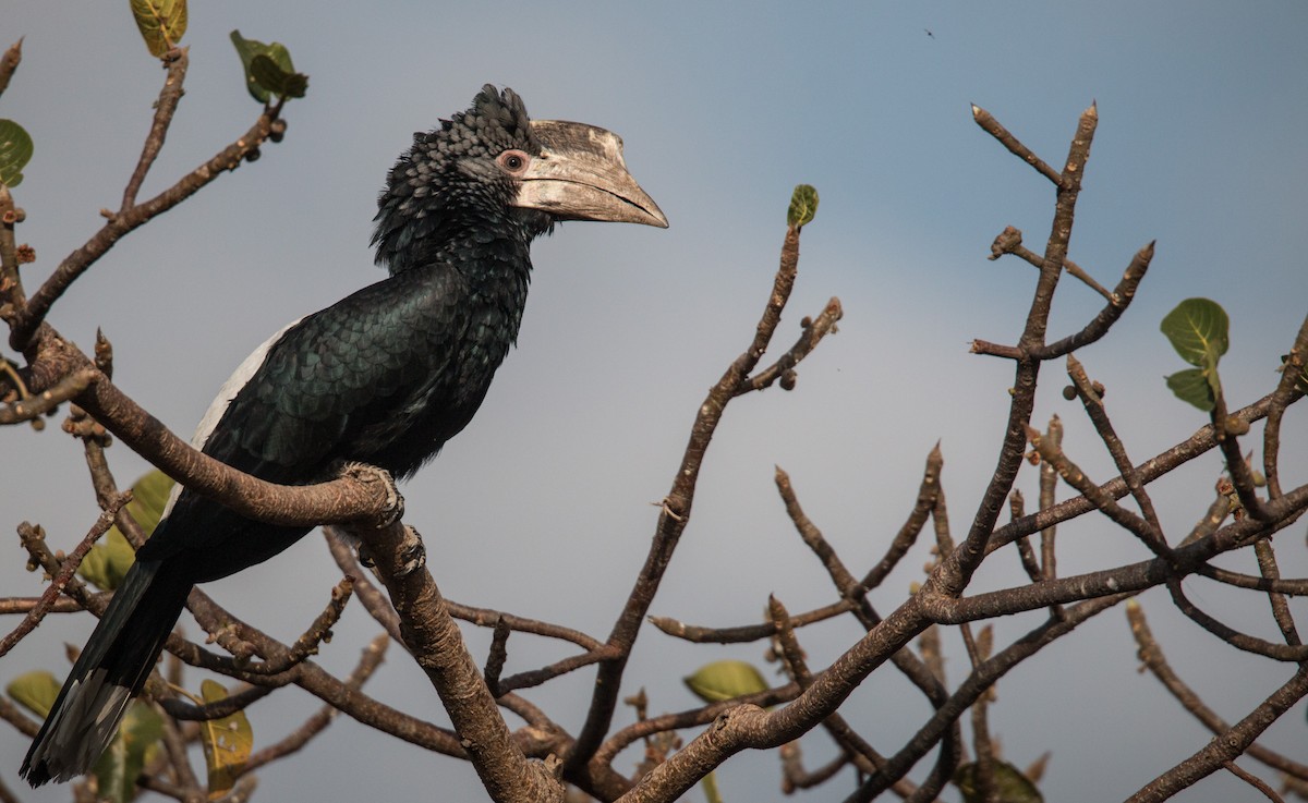 Silvery-cheeked Hornbill - Ian Davies