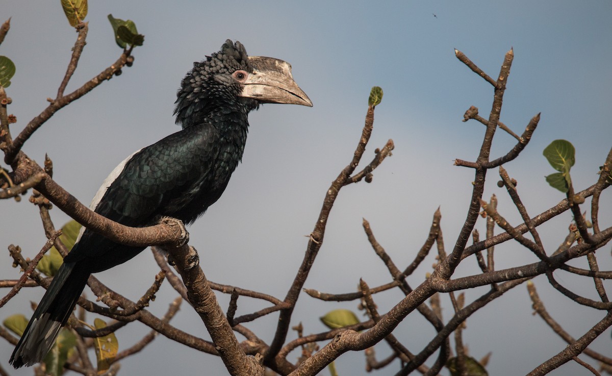 Silvery-cheeked Hornbill - ML34467851