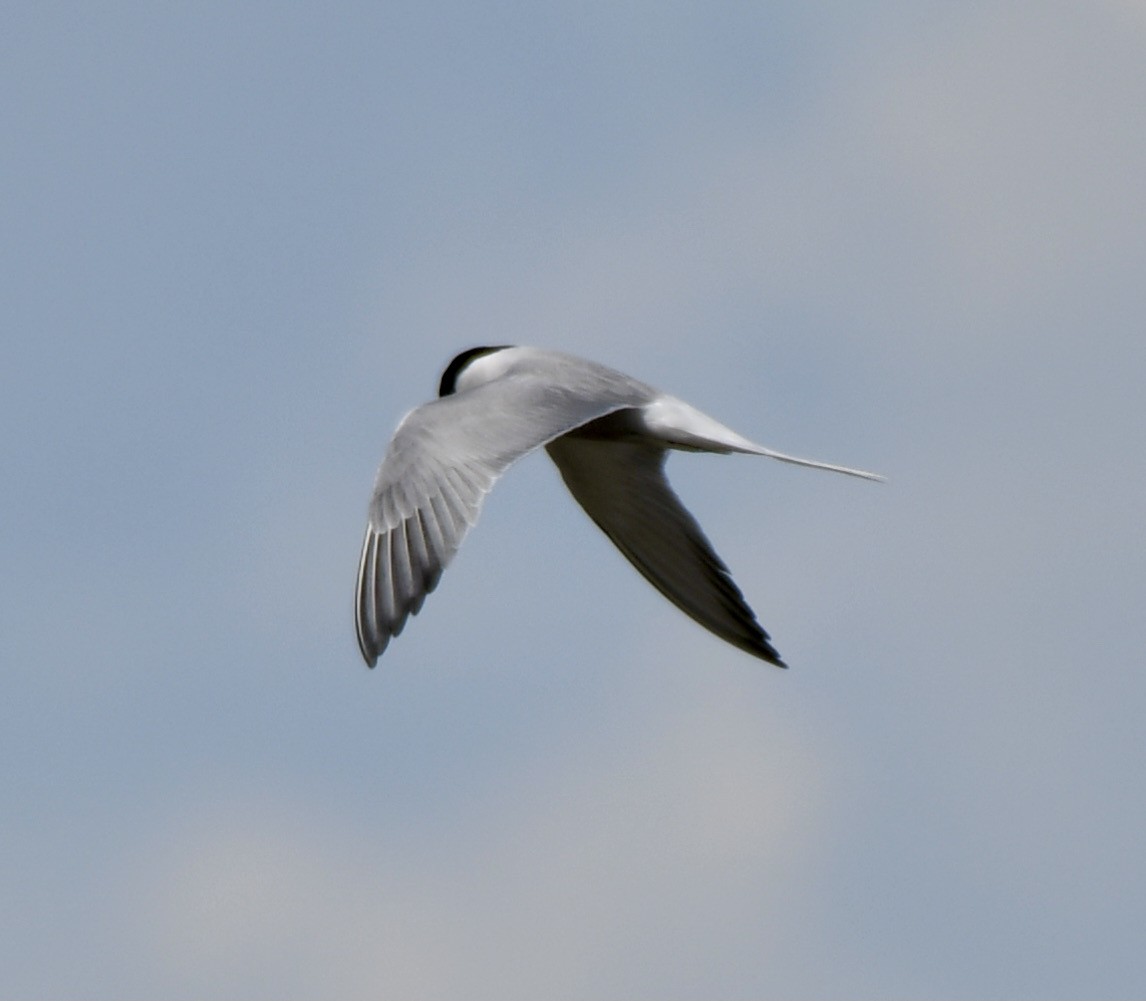 Common Tern - David Campbell
