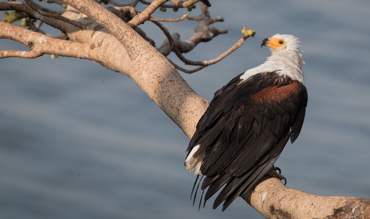 African Fish-Eagle - ML34467871