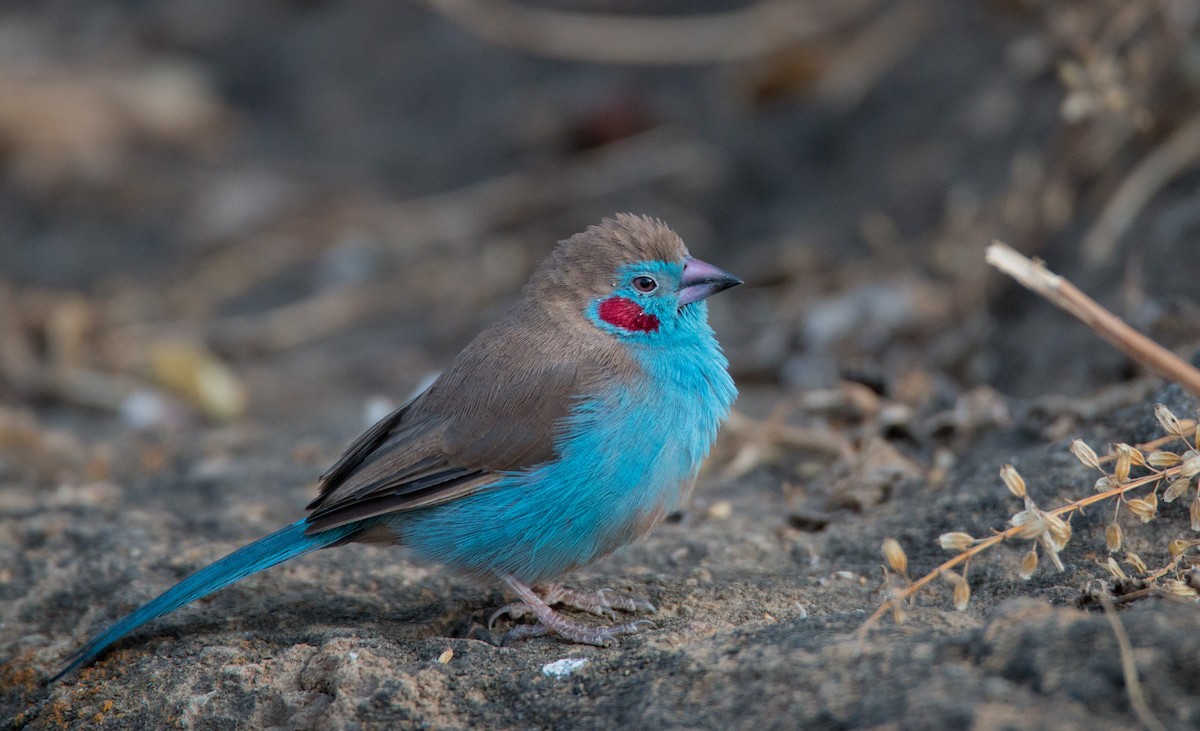 Red-cheeked Cordonbleu - ML34467941