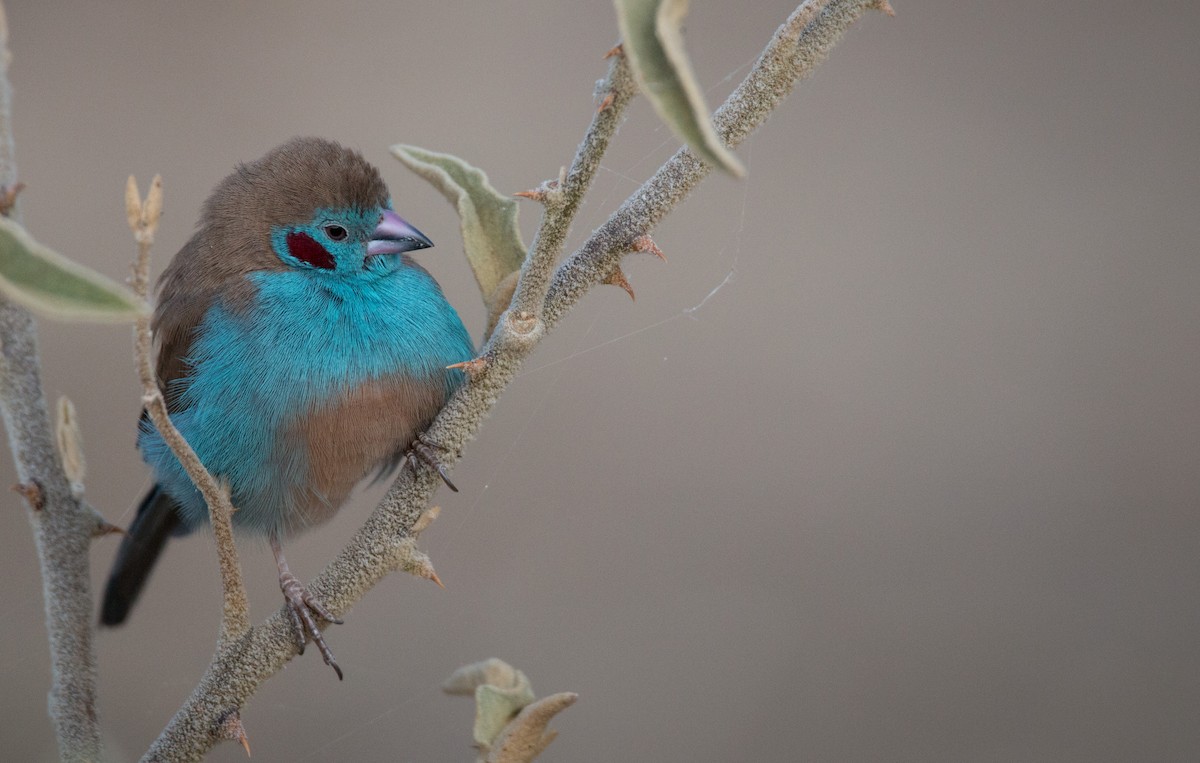 Red-cheeked Cordonbleu - ML34467951