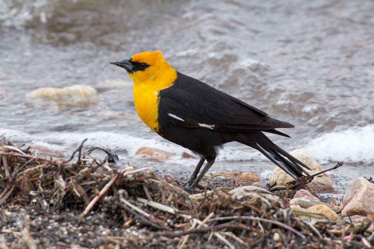 Yellow-headed Blackbird - ML344680131