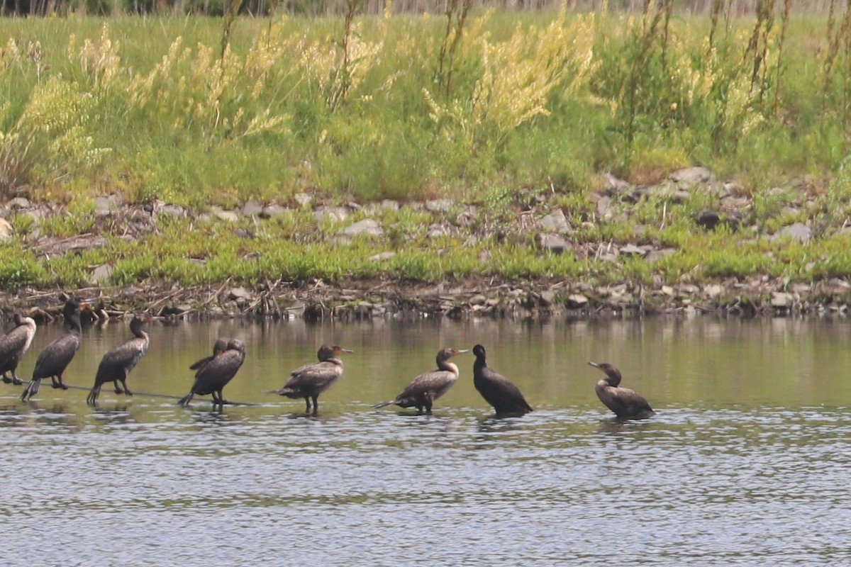 Cormoran à aigrettes - ML344680781