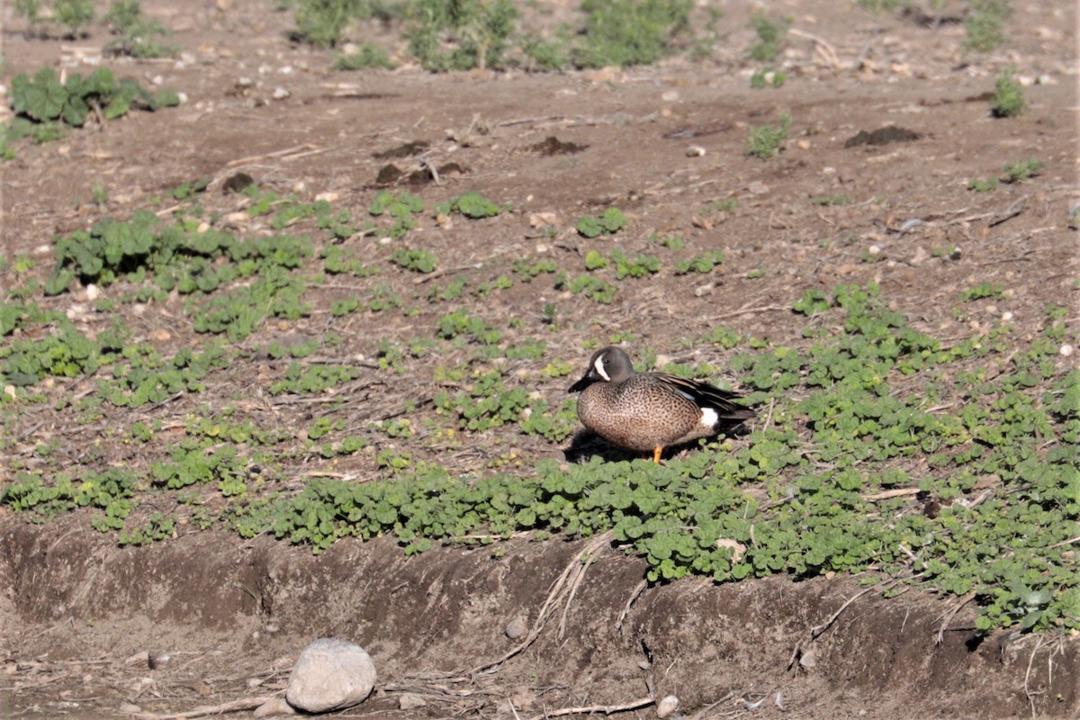 Blue-winged Teal - ML344681601