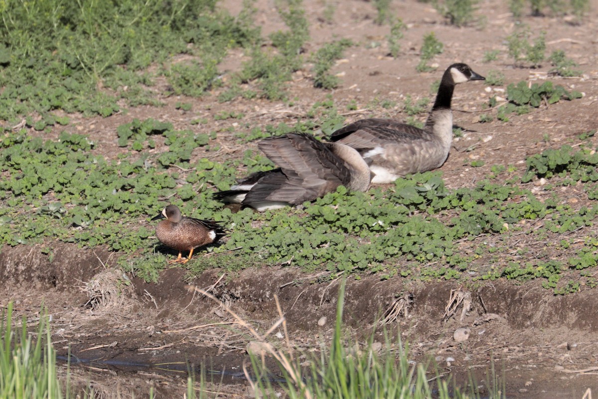 Blue-winged Teal - ML344681691