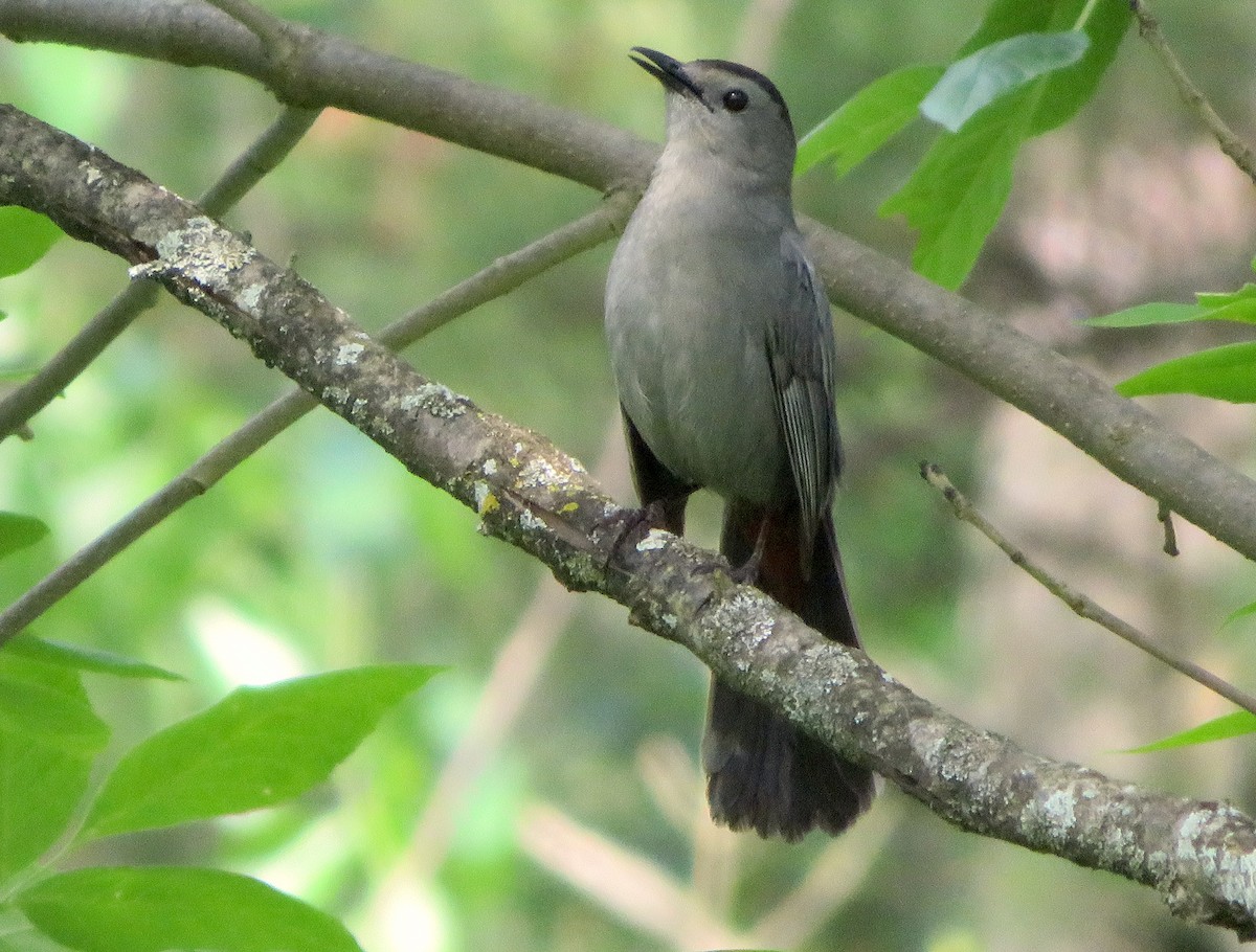 Gray Catbird - ML344682031