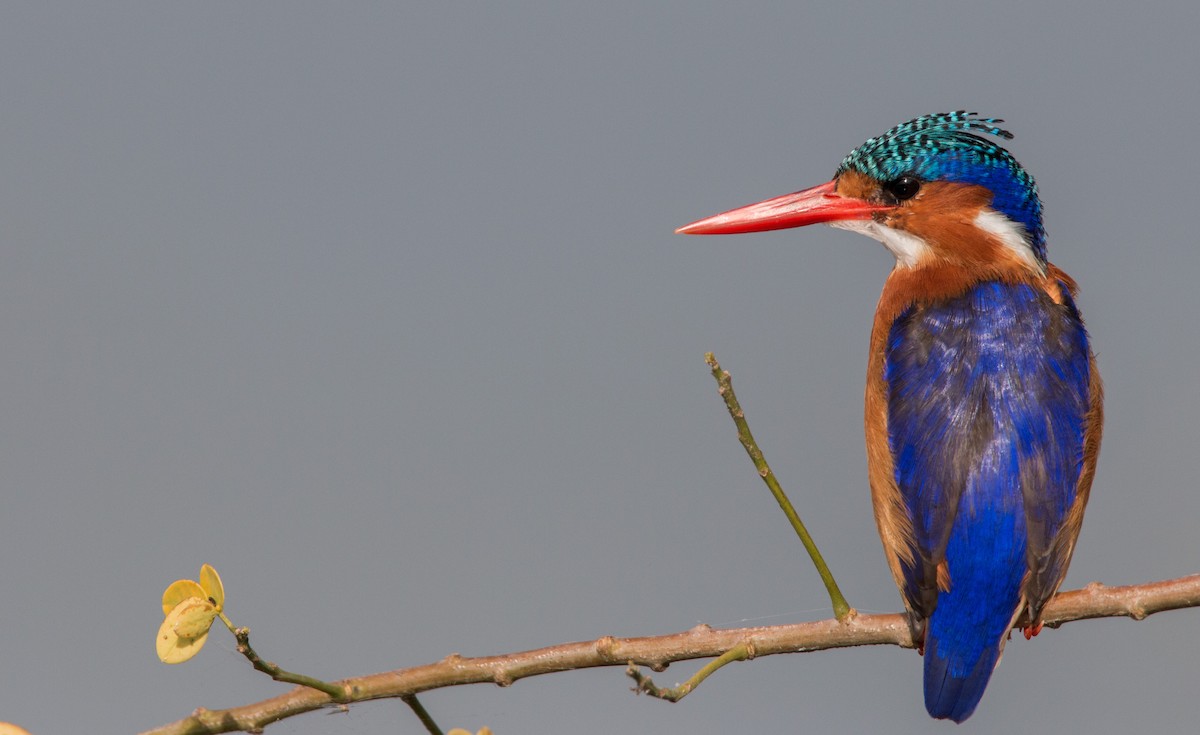 Malachite Kingfisher - ML34468221