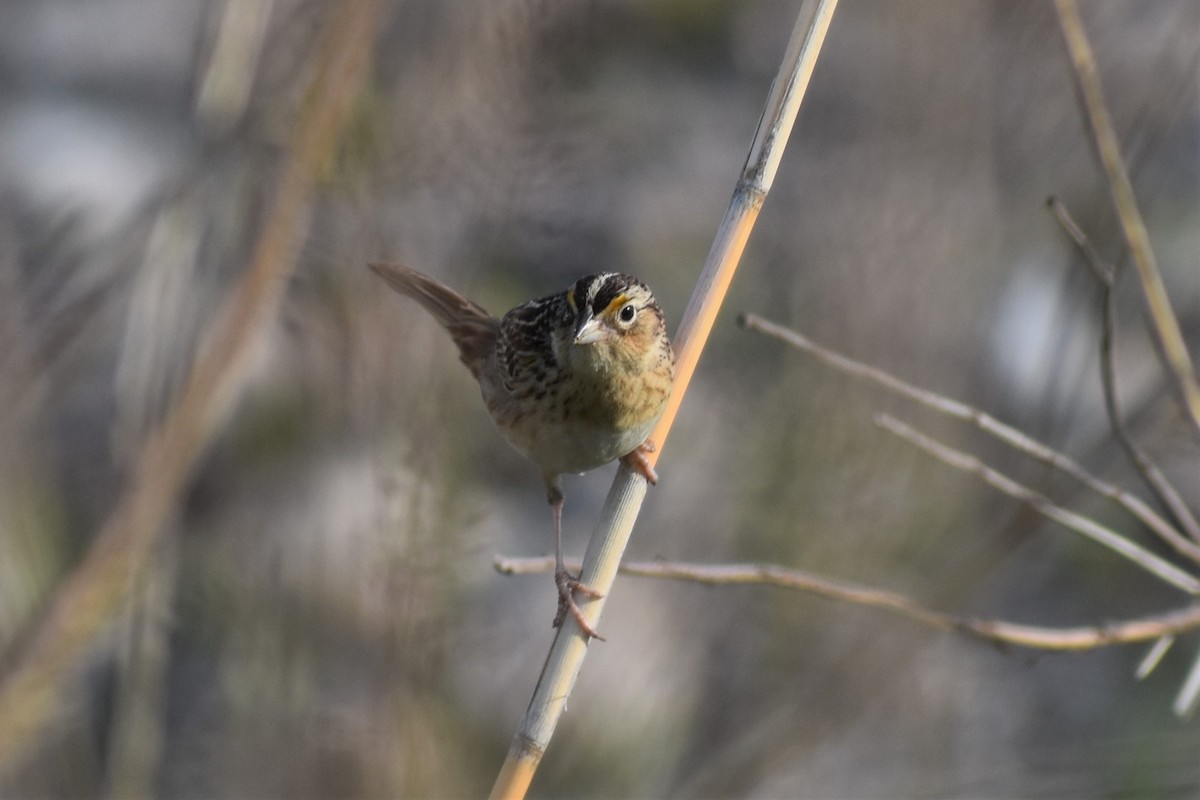 Grasshopper Sparrow - josh Ketry