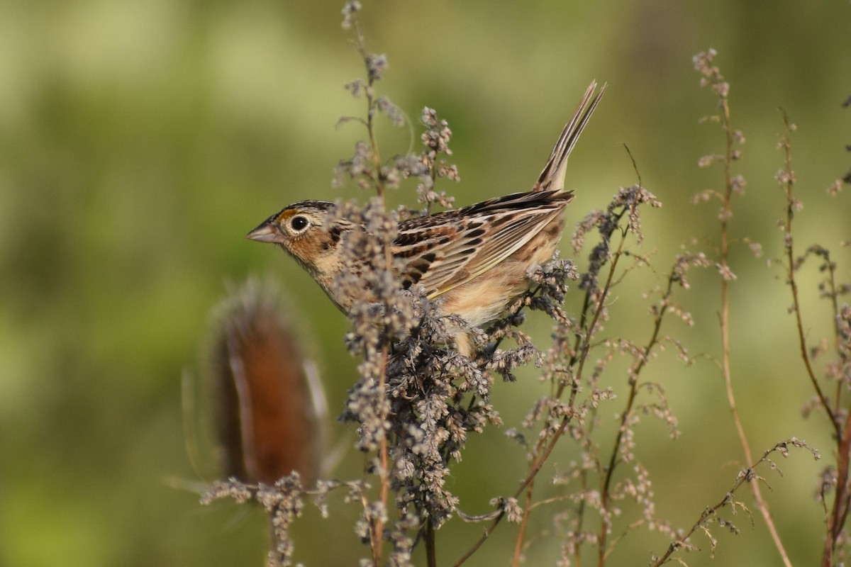 Grasshopper Sparrow - josh Ketry