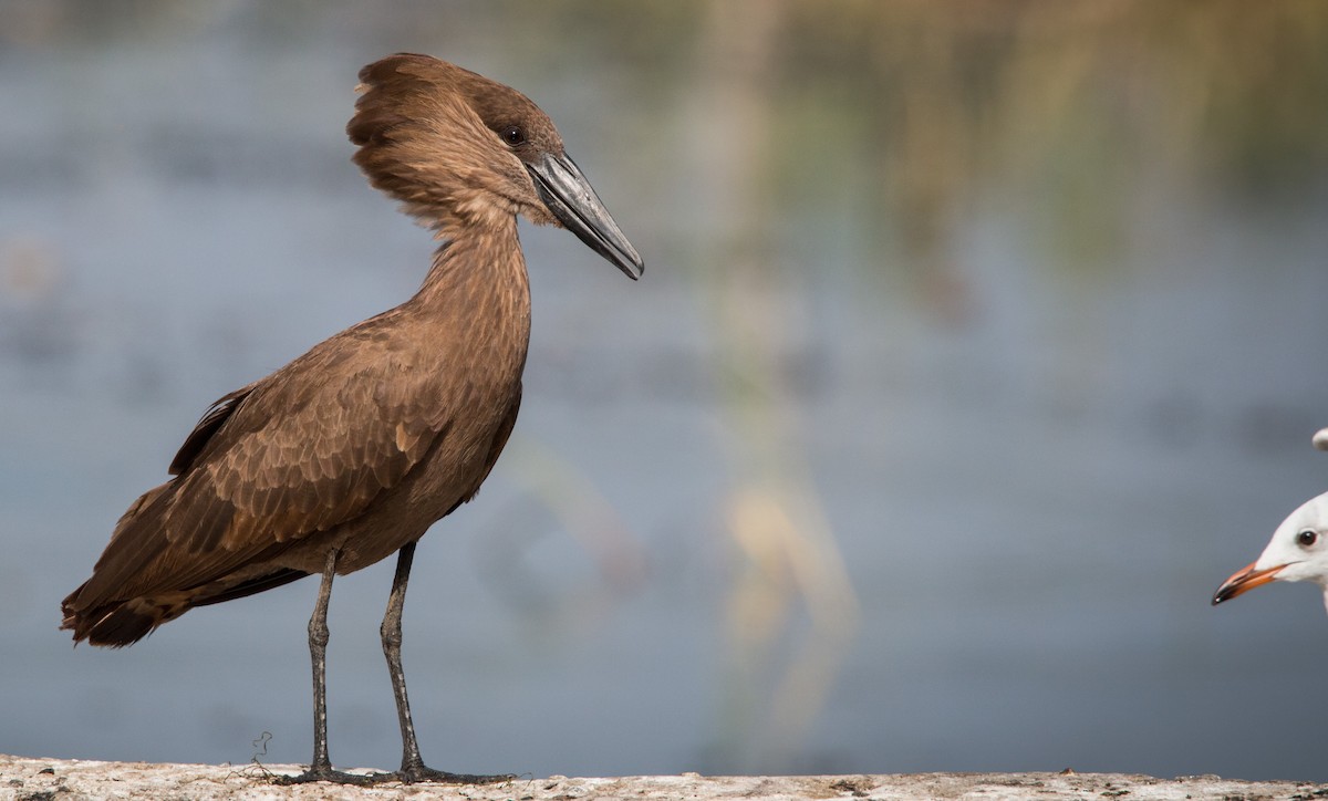 Hamerkop - Ian Davies