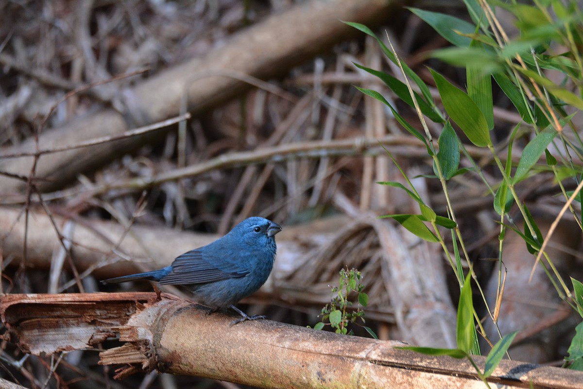 Glaucous-blue Grosbeak - ML344682941