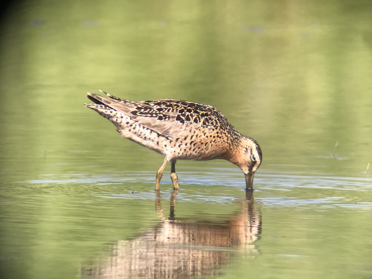 Short-billed Dowitcher (caurinus) - ML344685511