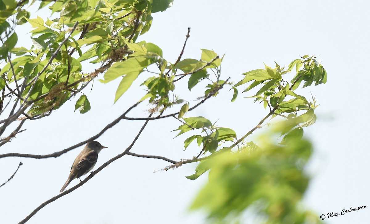 Willow Flycatcher - Maxime Carbonneau