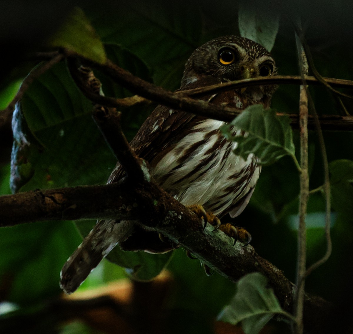 Ferruginous Pygmy-Owl - ML344689221