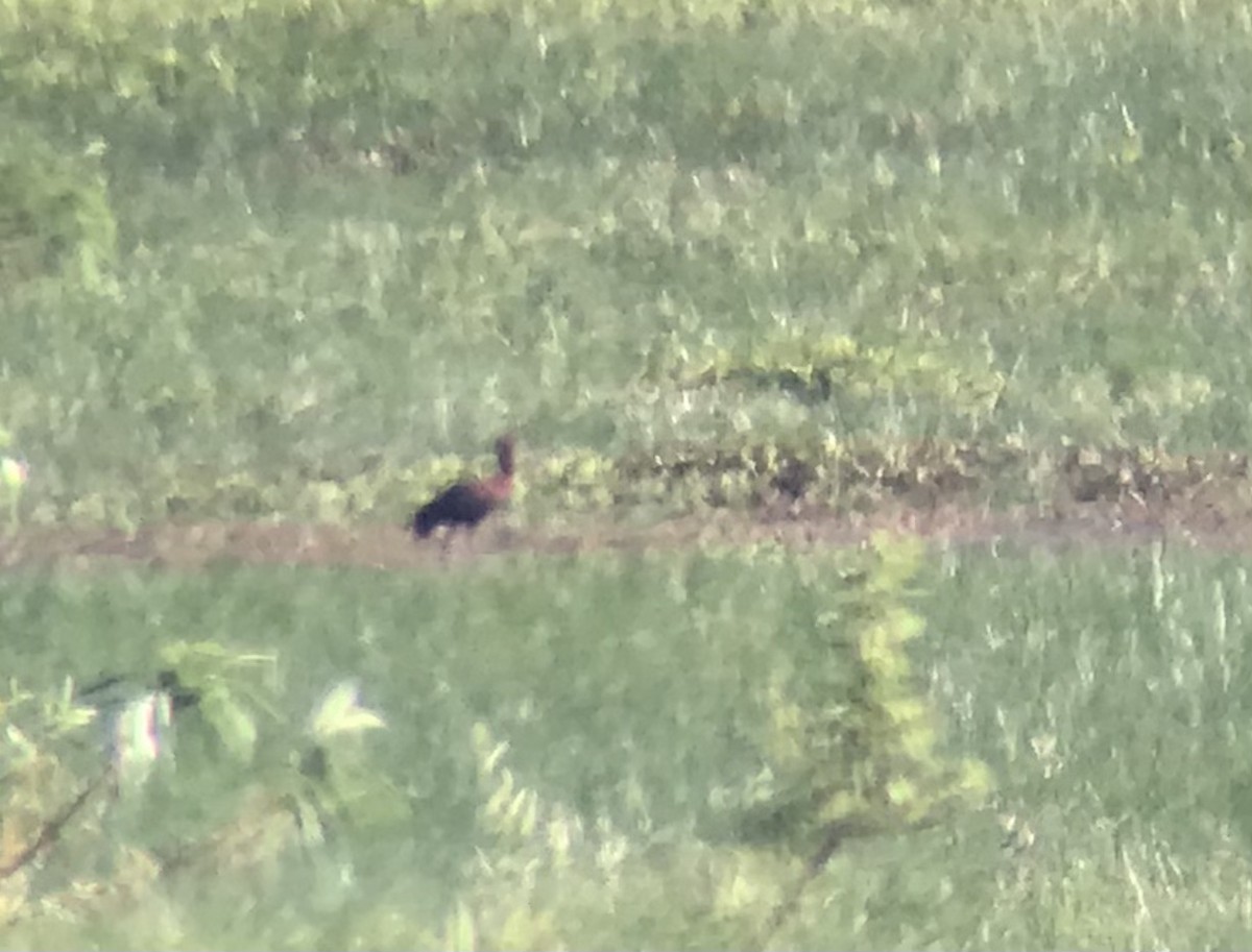 Brillensichler - ML344689761