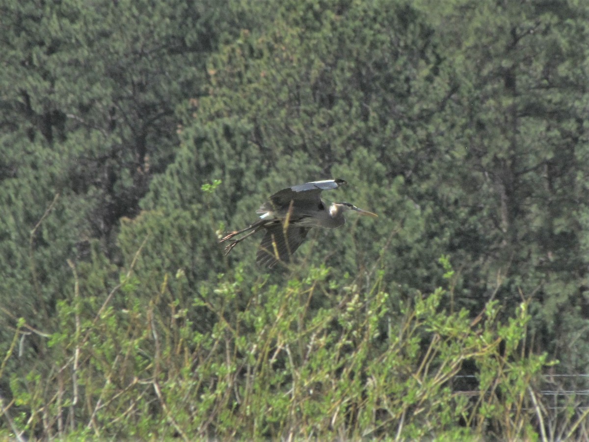 Great Blue Heron - ML344691431