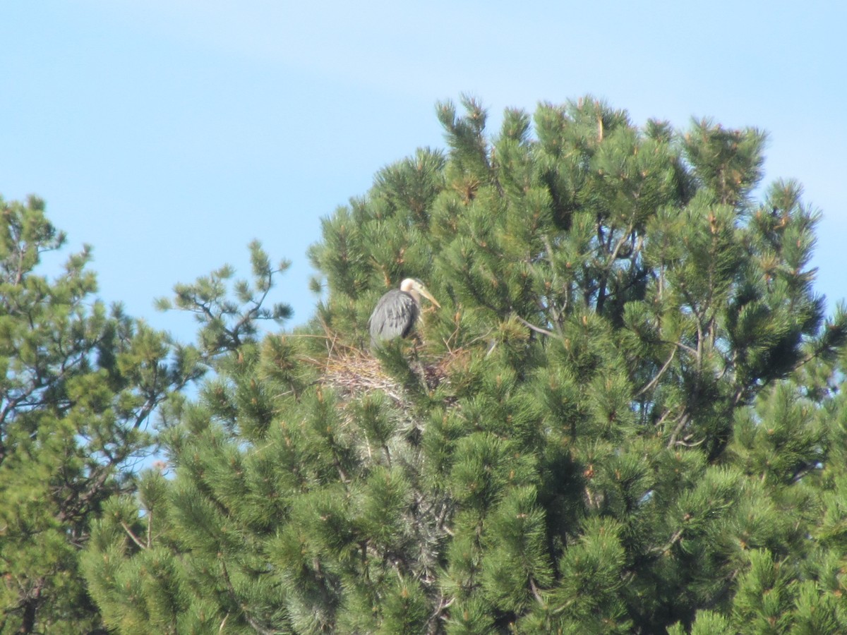 Great Blue Heron - ML344691551