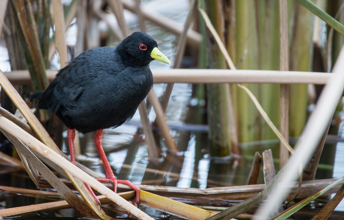 Black Crake - ML34469201