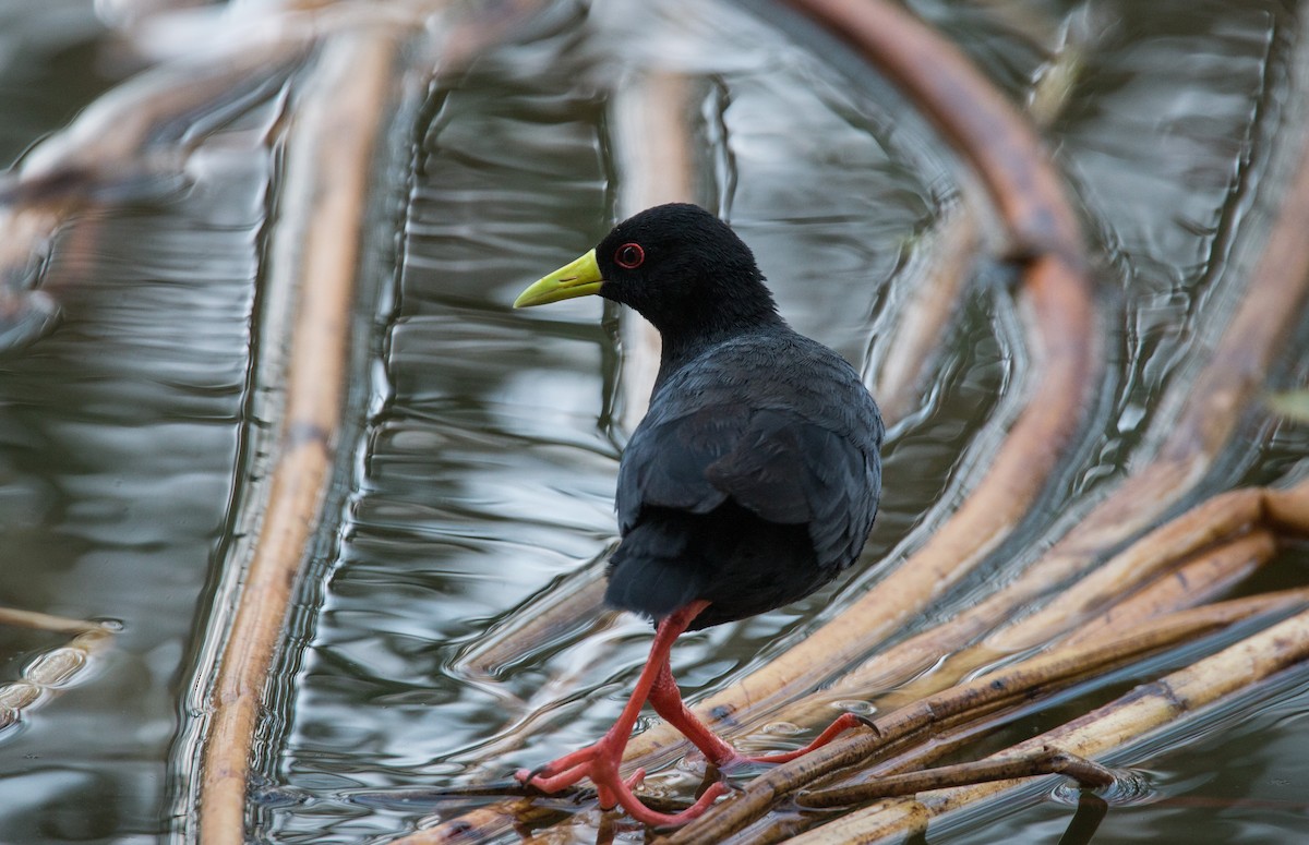 Black Crake - ML34469211