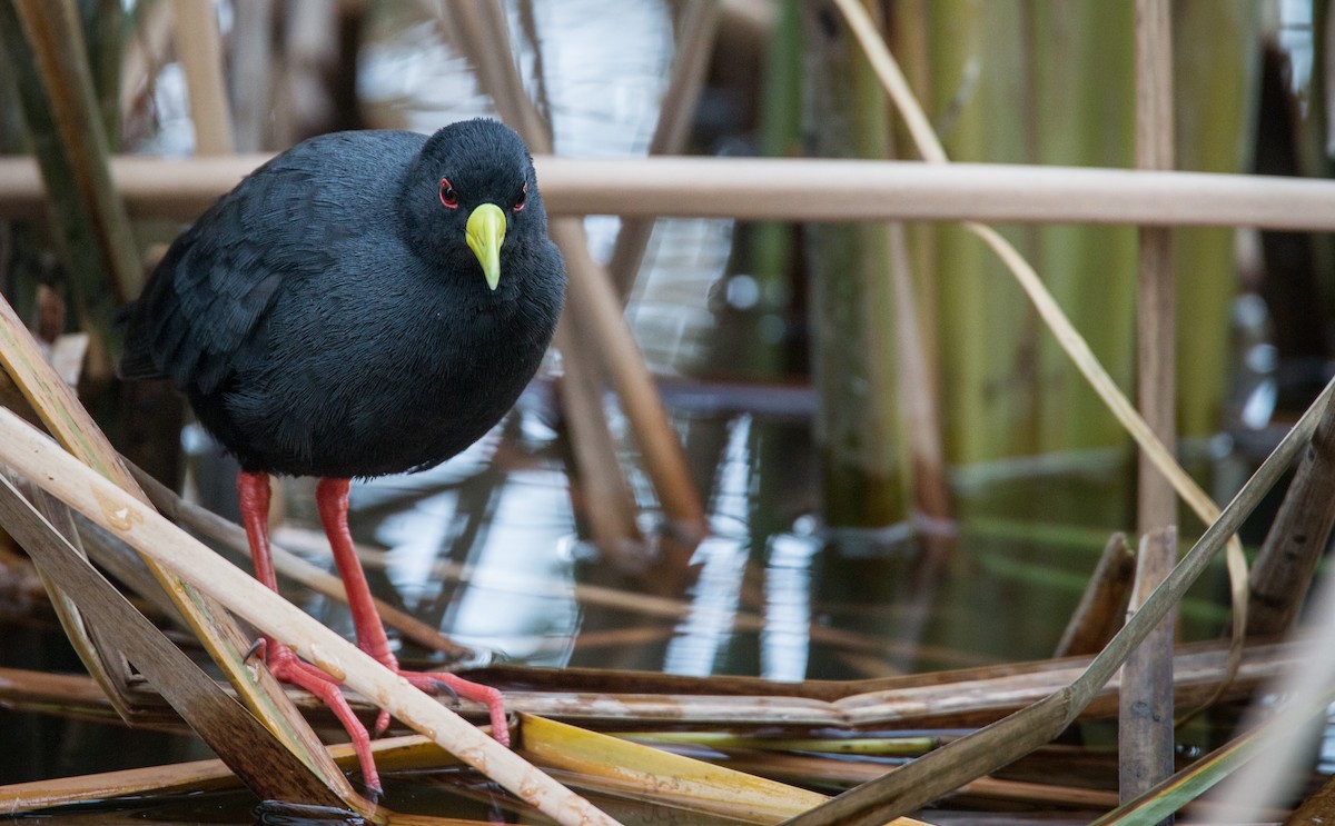 Black Crake - ML34469231