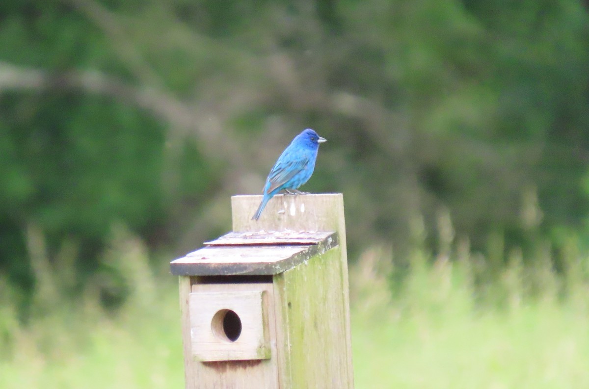 Indigo Bunting - Karen Markey