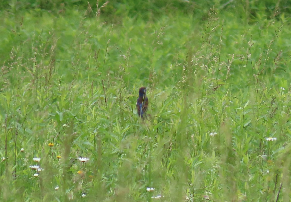 Blue Grosbeak - ML344694221