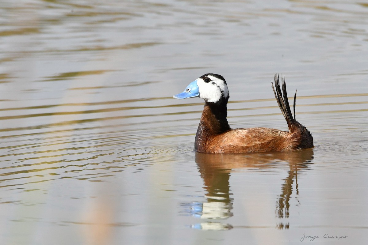 White-headed Duck - Jorge Crespo Pérez