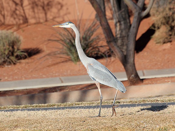 Great Blue Heron - ML34469481