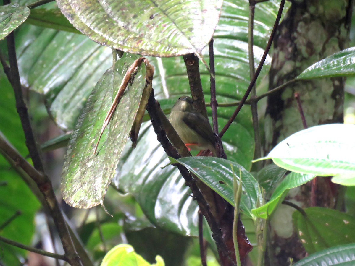 White-bearded Manakin - Edison🦉 Ocaña