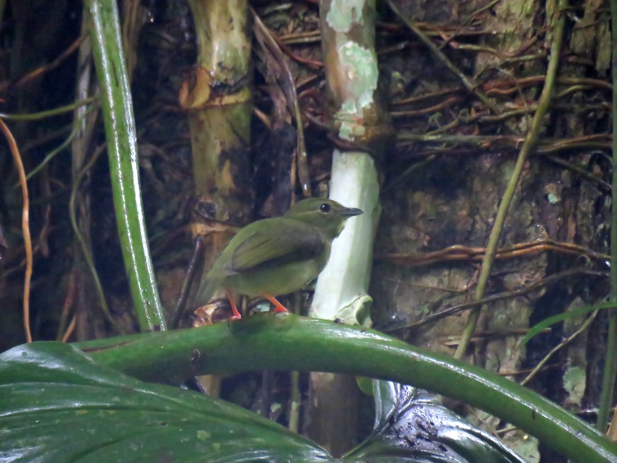 White-bearded Manakin - Edison🦉 Ocaña