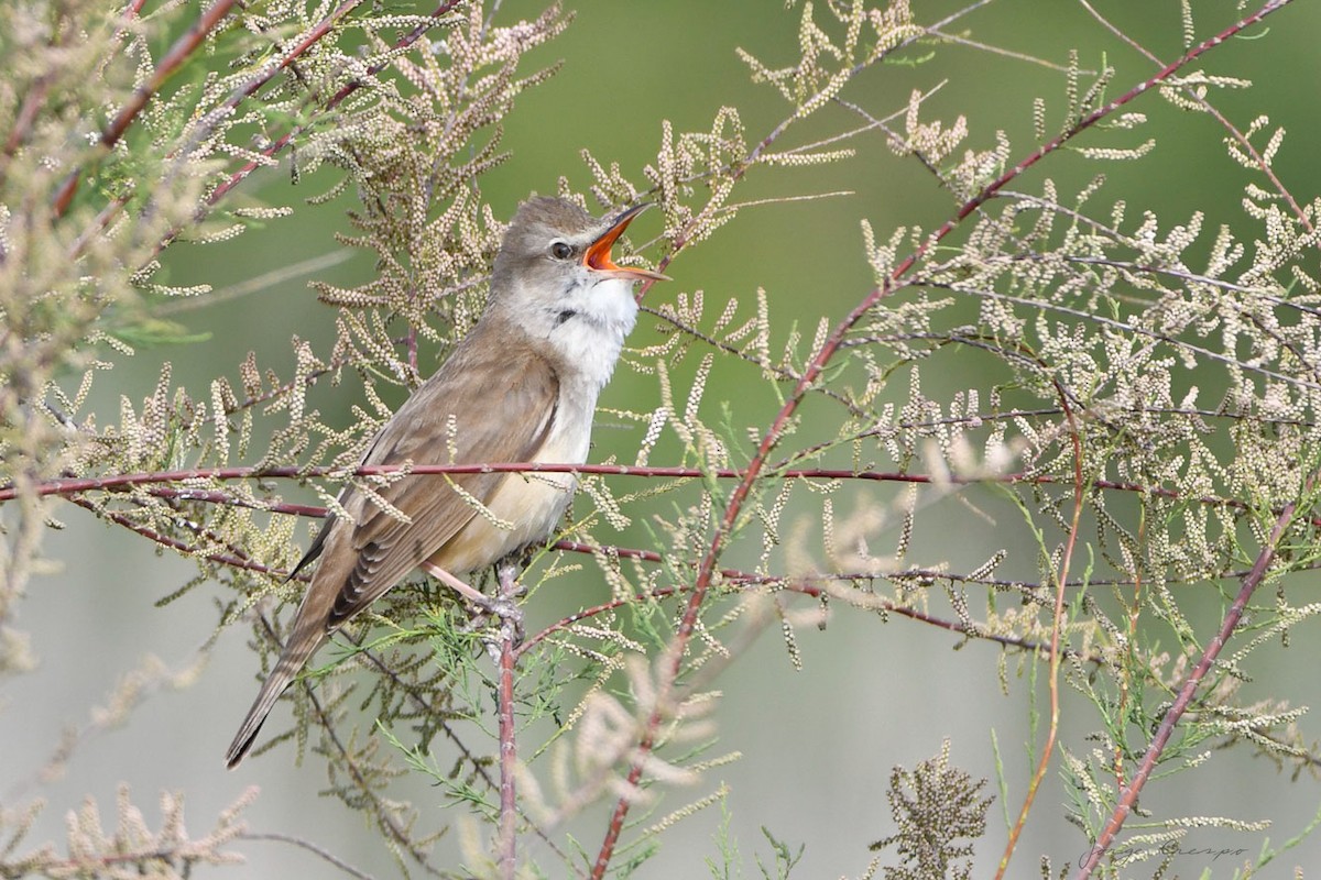 Great Reed Warbler - ML344697401