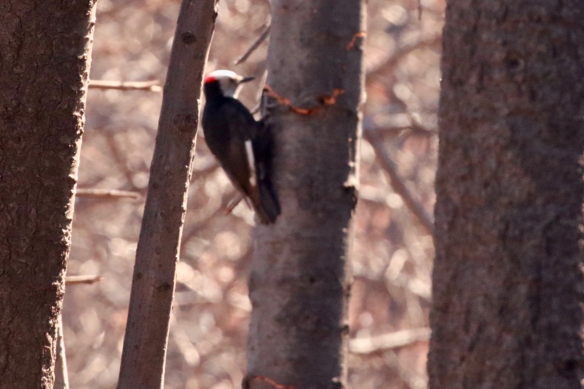 White-headed Woodpecker - ML344697831