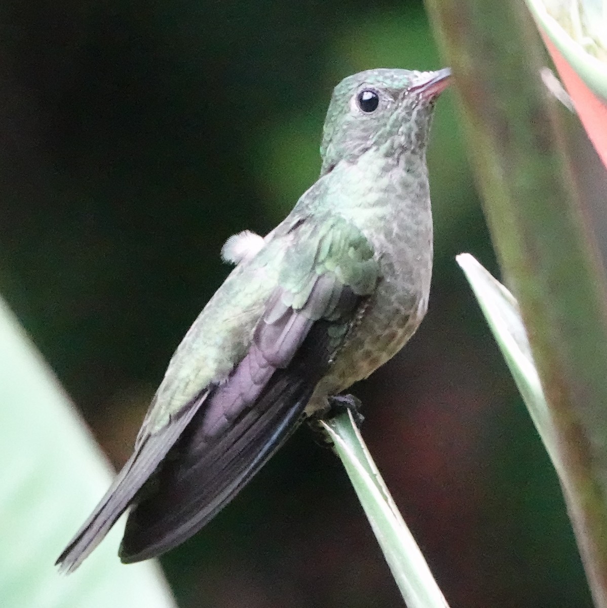 Scaly-breasted Hummingbird - Jana Lagan