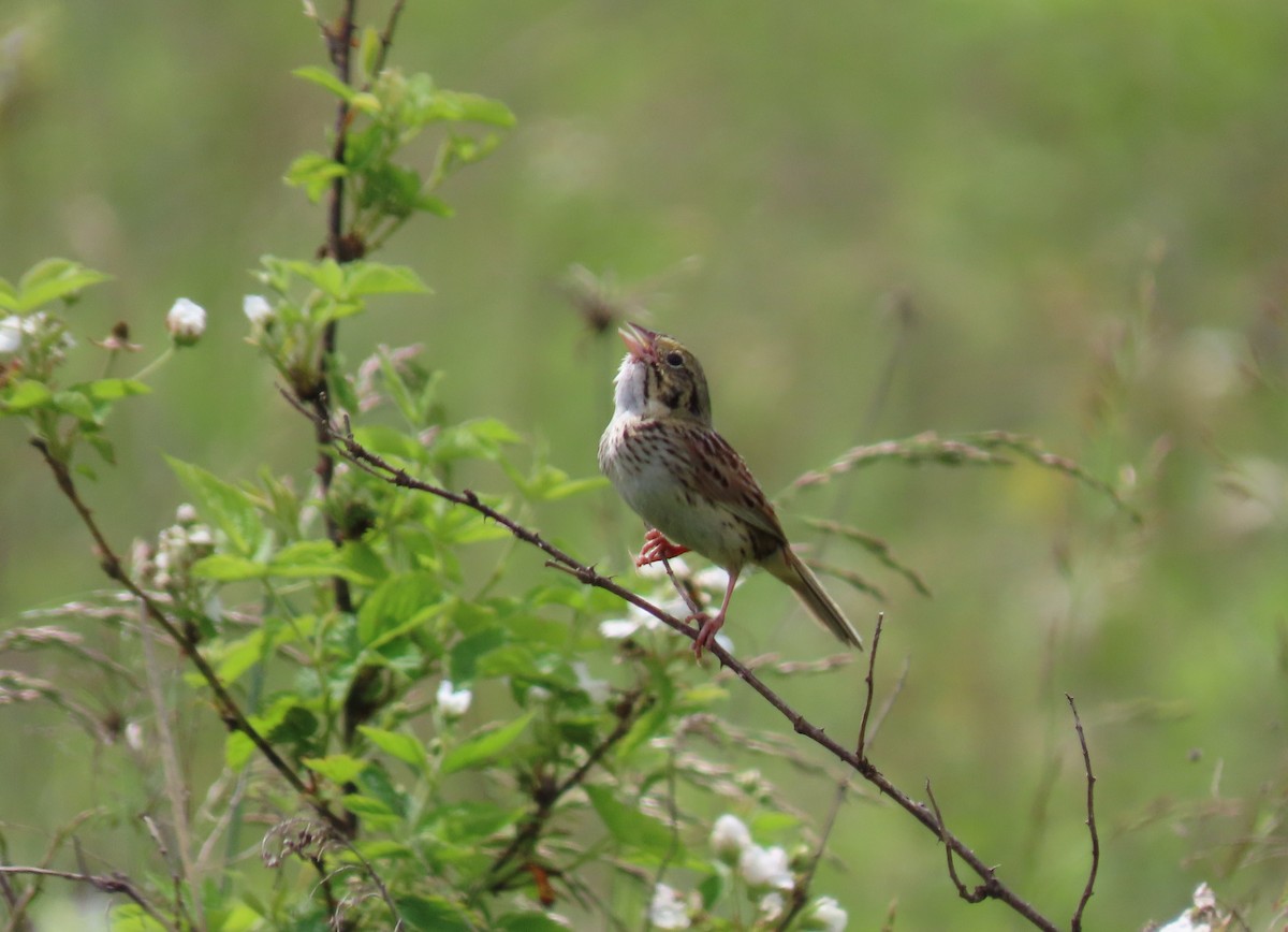 Henslow's Sparrow - ML344698301