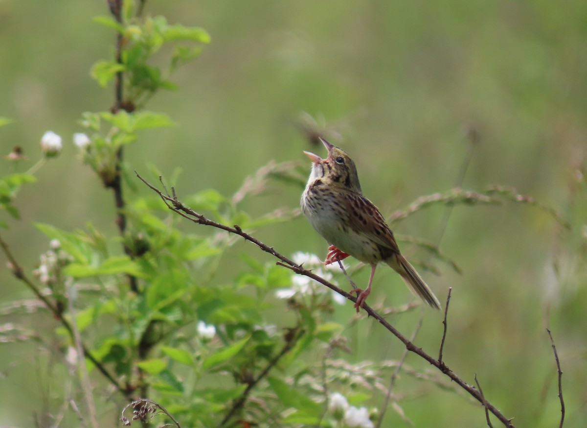 Henslow's Sparrow - ML344698311