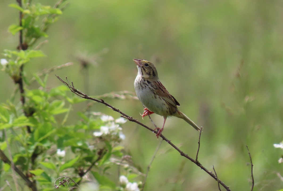 Henslow's Sparrow - ML344698331