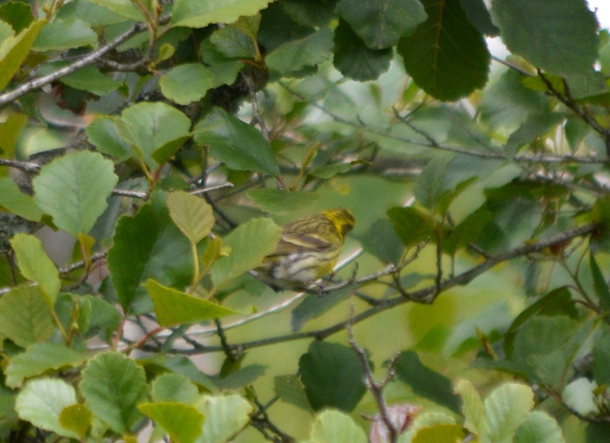 European Serin - ML344698711