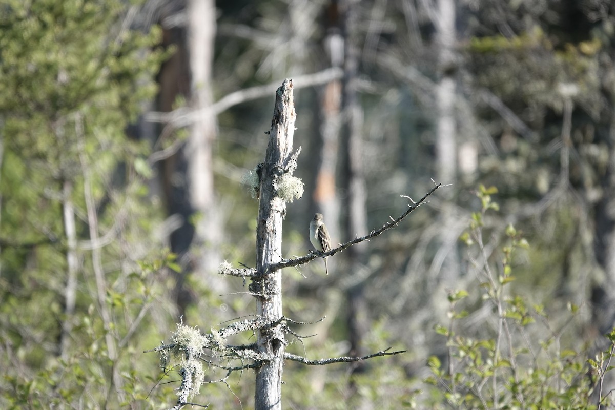 Alder Flycatcher - ML344699371